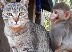 La gatta ha un istinto materno così grande che diventa la mamma surrogata di una scimmietta