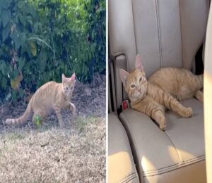 La gattina randagia coglie l’opportunità e sale in un’auto: non se ne va finché non viene adottata