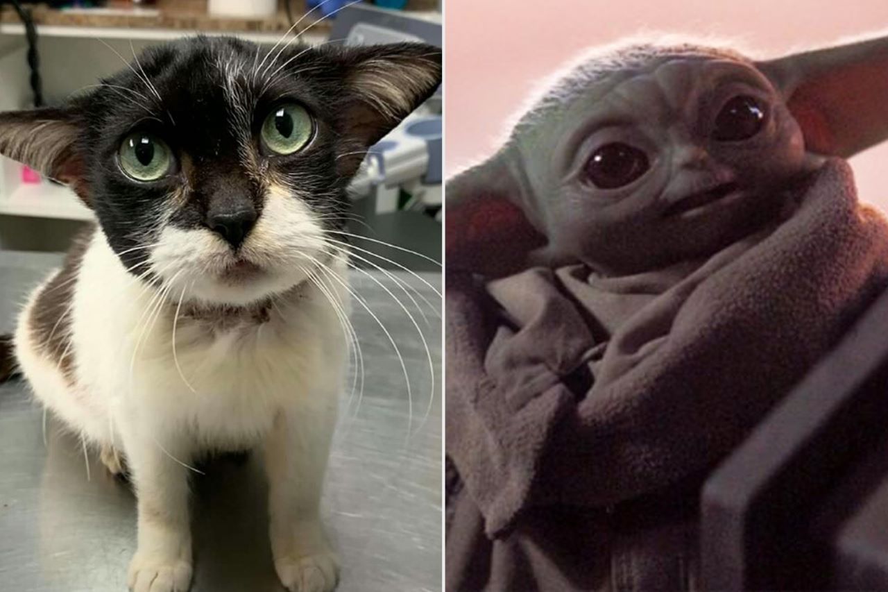 la gattina randagia ha le orecchie grandi come Yoda