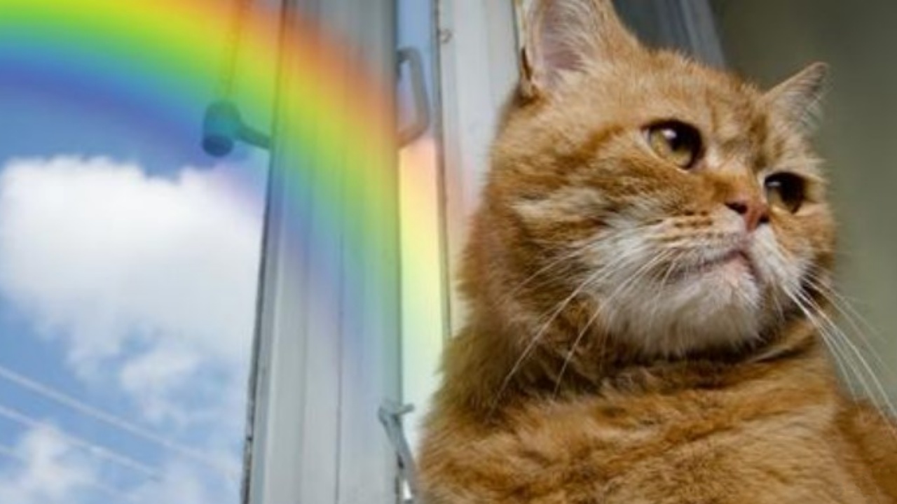 gatto e arcobaleno