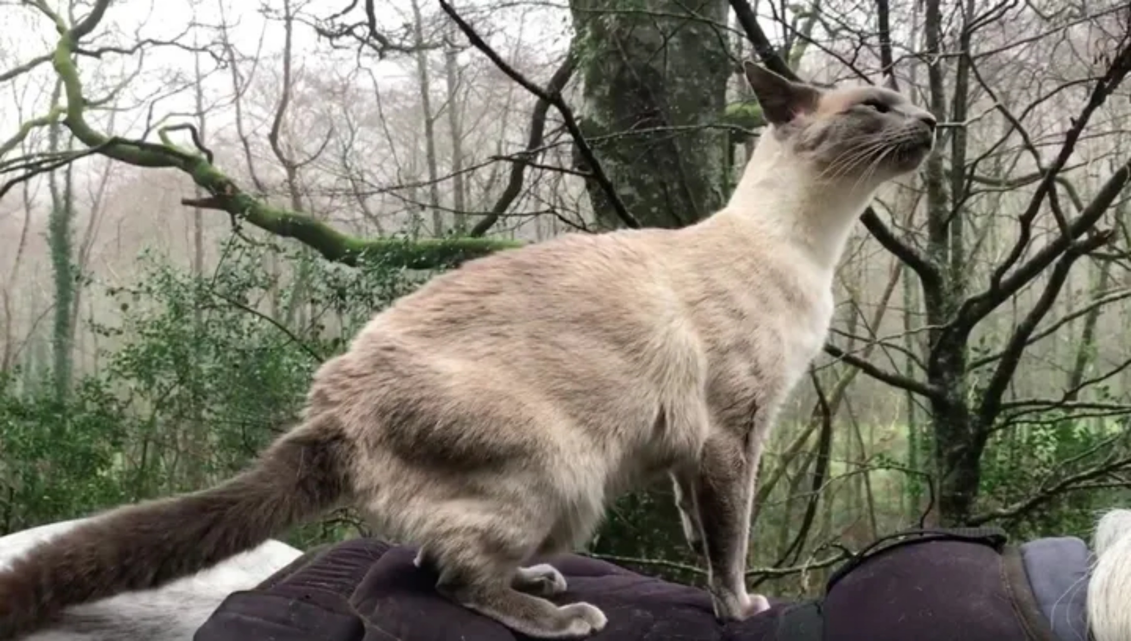 micio in sella a un cavallo