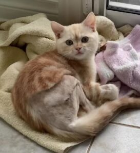 Mikey, il gattino con un passato difficile, ha trovato la sua felicità