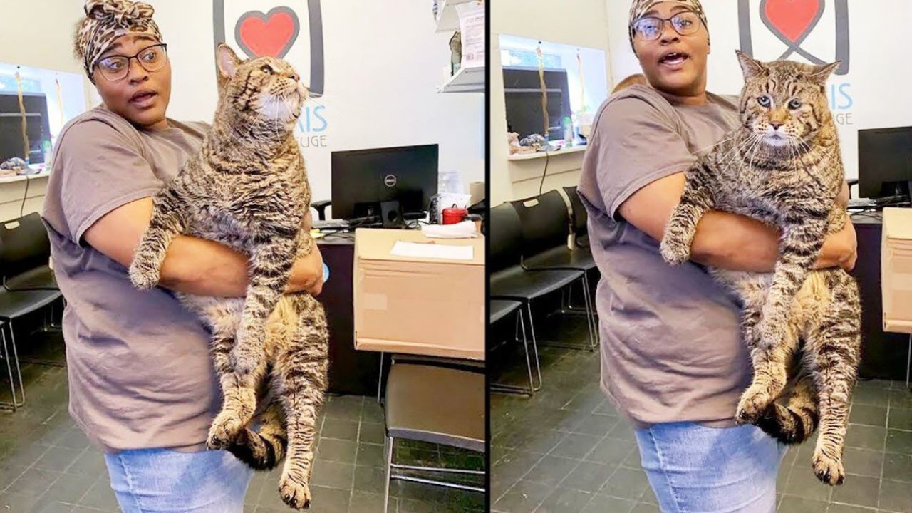 gatto di enormi dimensioni abbracciato dalla sua nuova padrona 