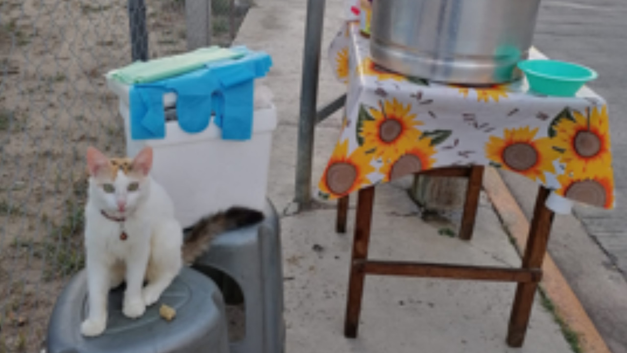Gattina seduta su una seggiolina