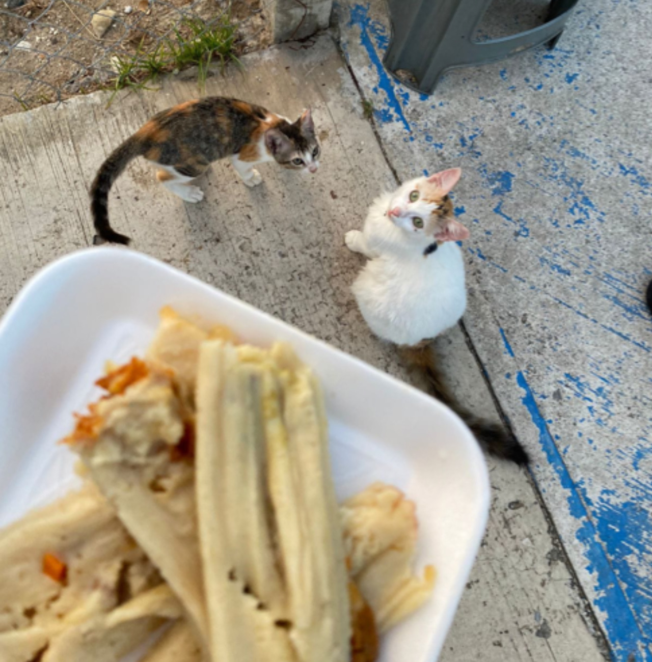 Gatti guardano la donna con il cibo