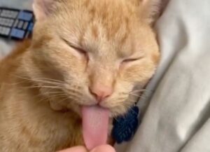 Padrone disturba il proprio gatto arancione mentre dorme tirandogli la lingua il più possibile