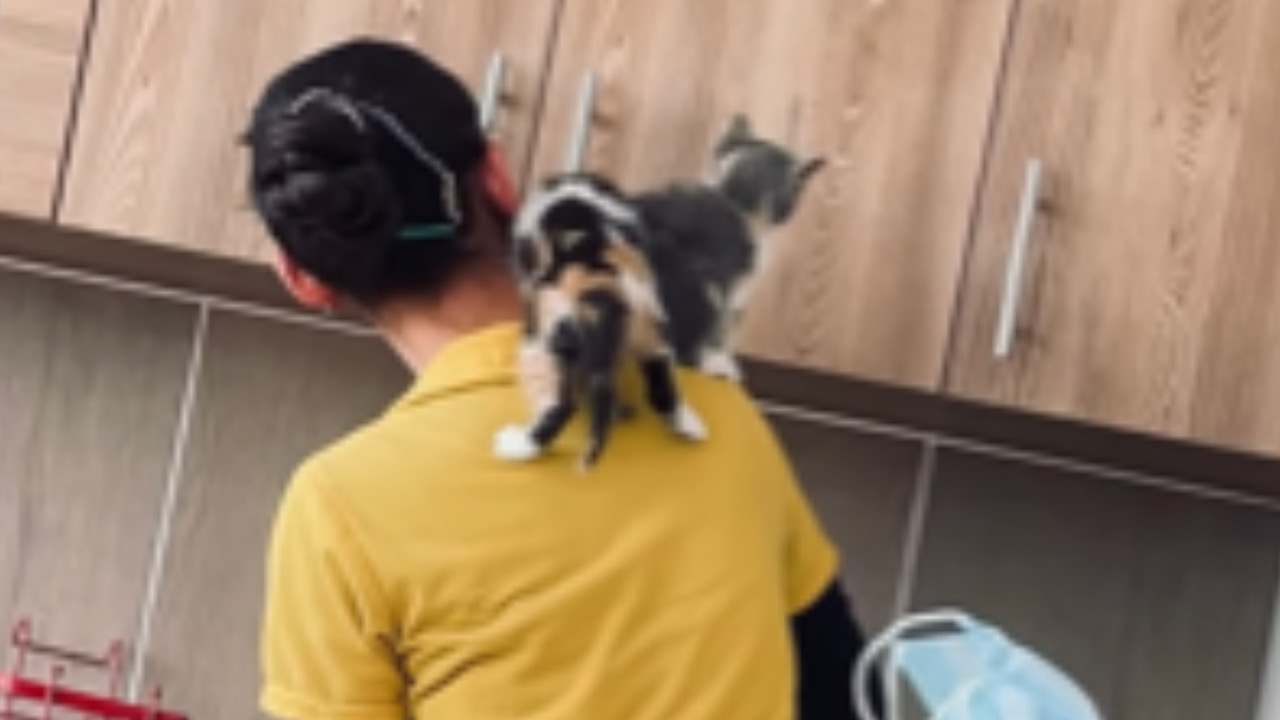I gattini si ritrovano entrambi sulla spalla della loro mamma