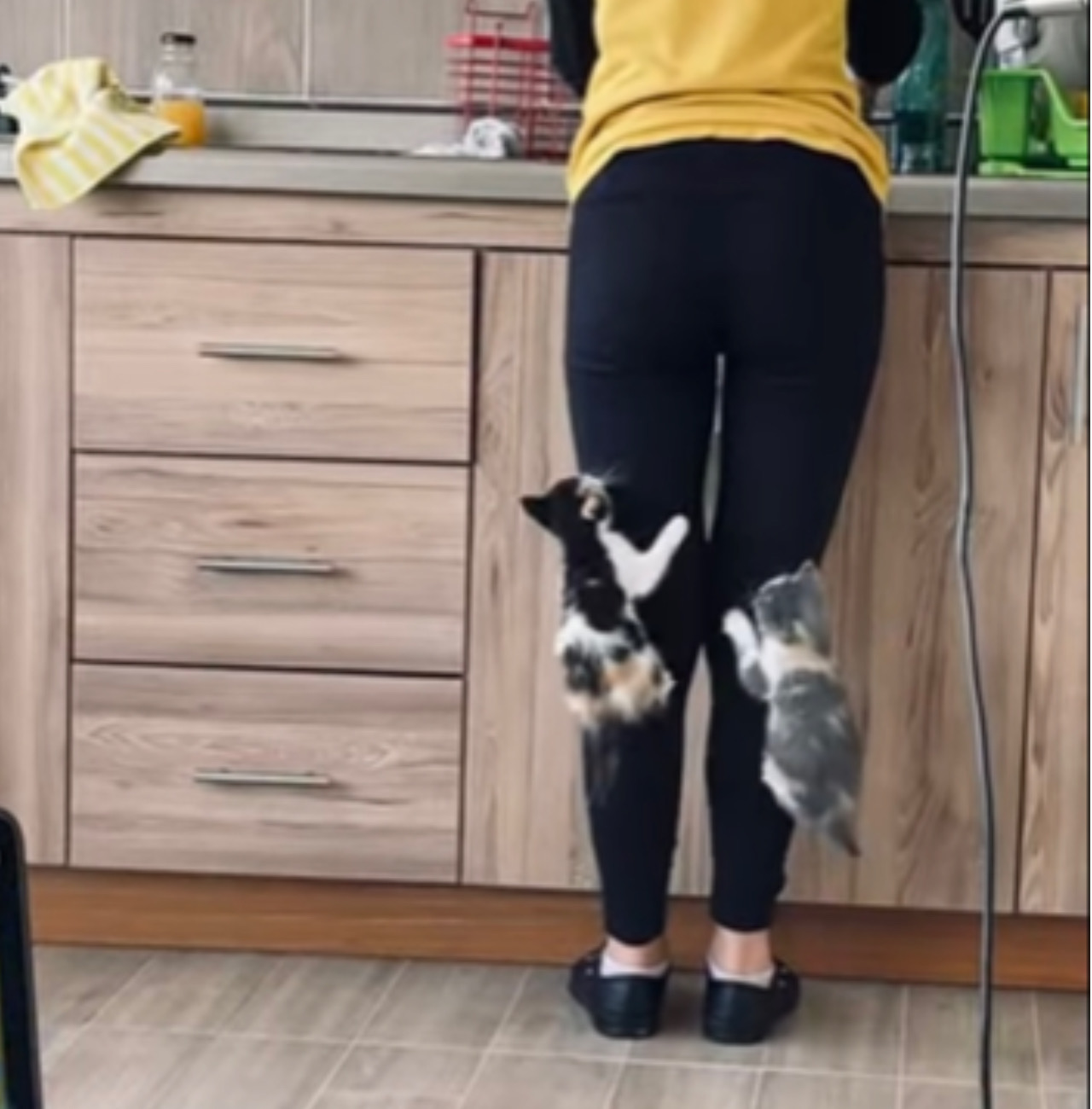 Gattini si aggrappano alle gambe della loro mamma