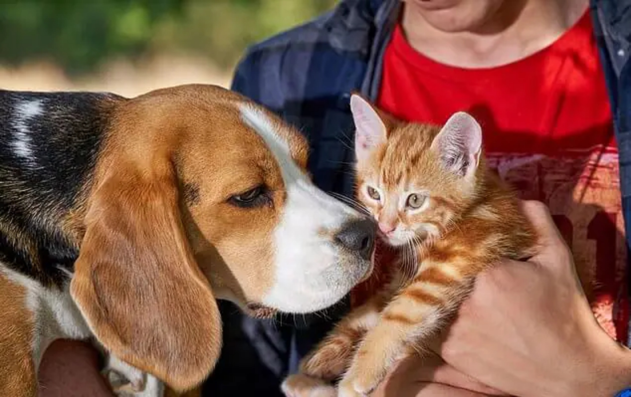 cagnolina e gattini