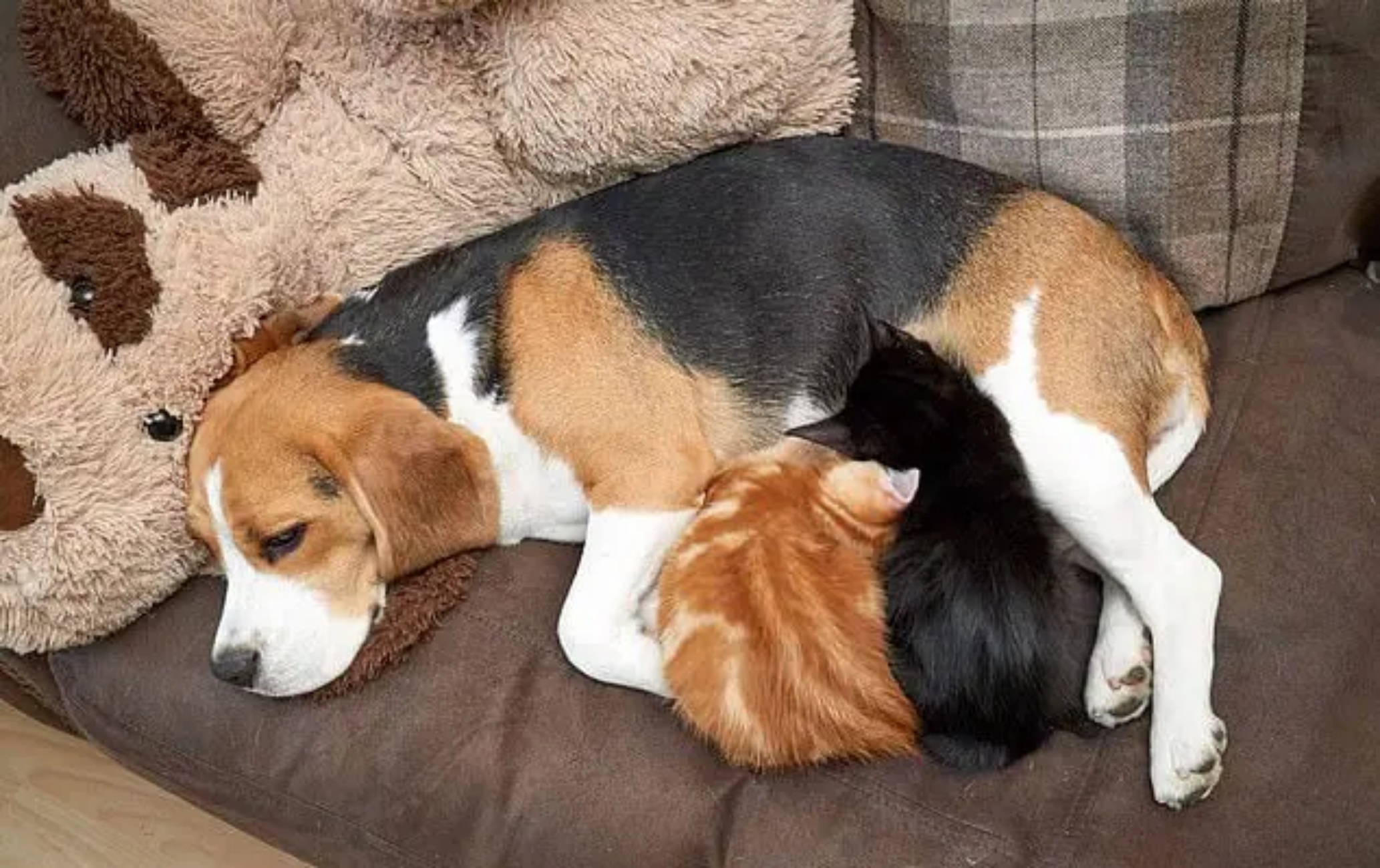 gatti e cagnolina