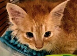 Questo adorabile gattino arancione si impegna ogni giorno per ringraziare chi lo ha adottato