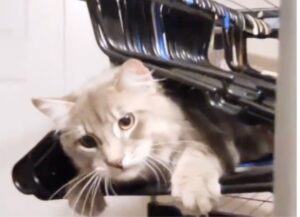 Questo gatto curioso si riposa in un posto davvero molto particolare, il video è esilarante (VIDEO)