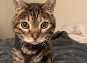 Questo gatto di 18 anni è affezionatissimo al suo maglione: piange se glielo portano via