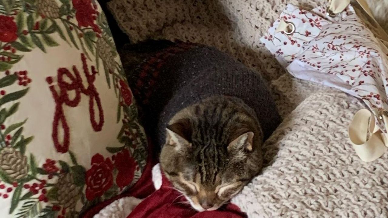 il gatto vuole solo il suo maglione, senza di esso piange