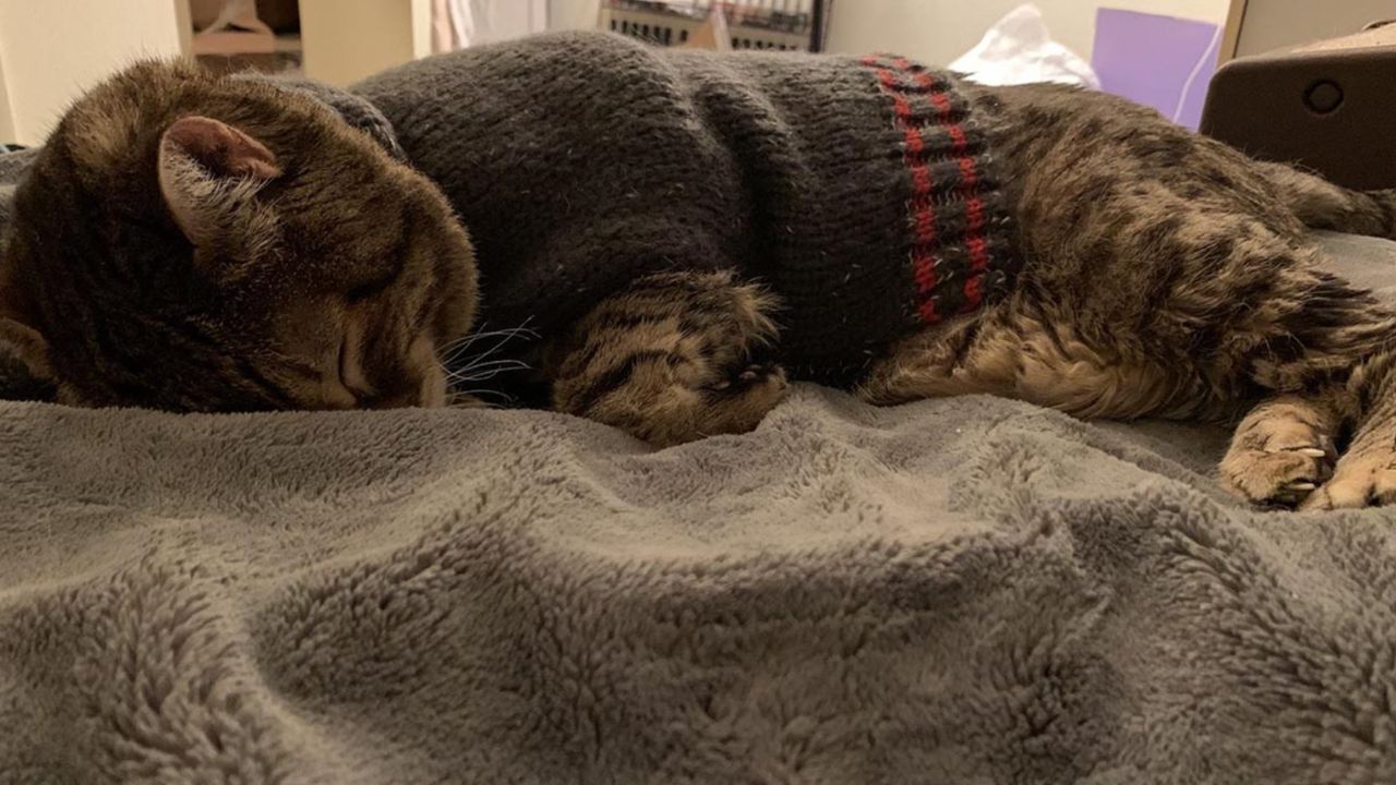 Gatto dorme con il suo maglione addosso