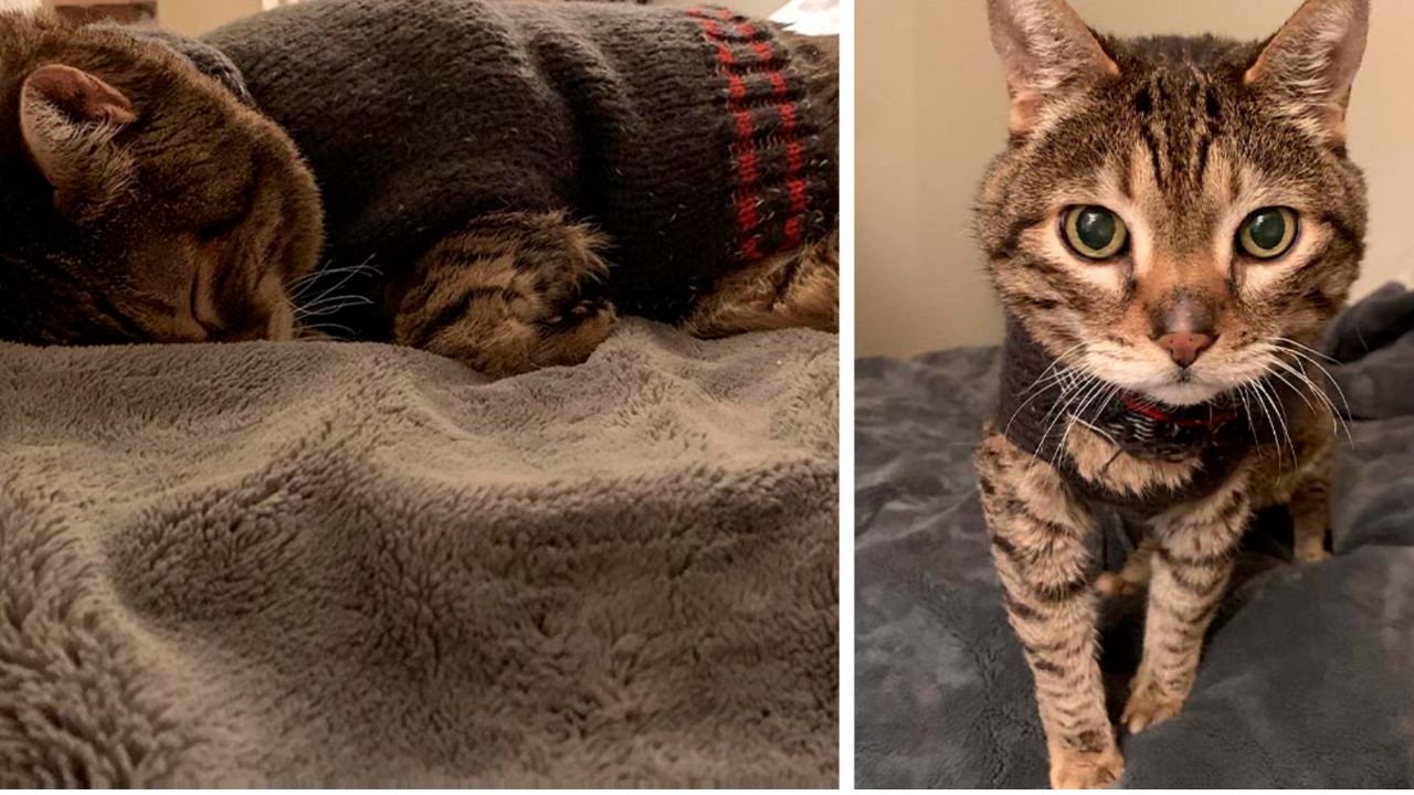 gatto con il suo maglione