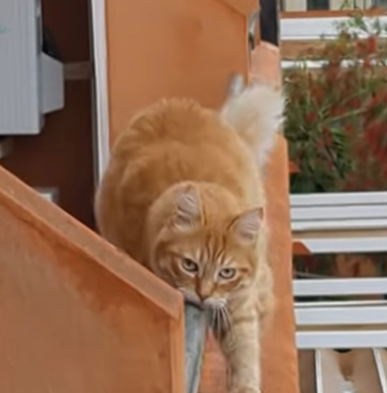 Gatto usa la ringhiera per una scorciatoia