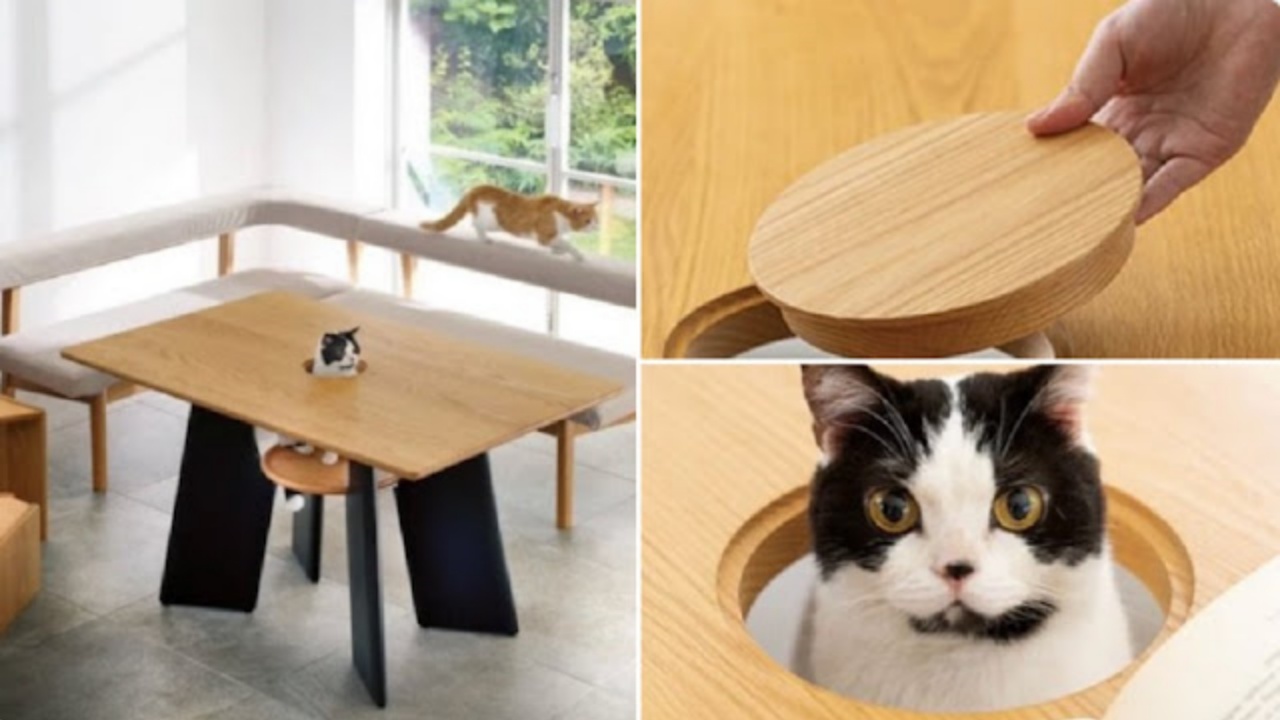 gatto e tavolo
