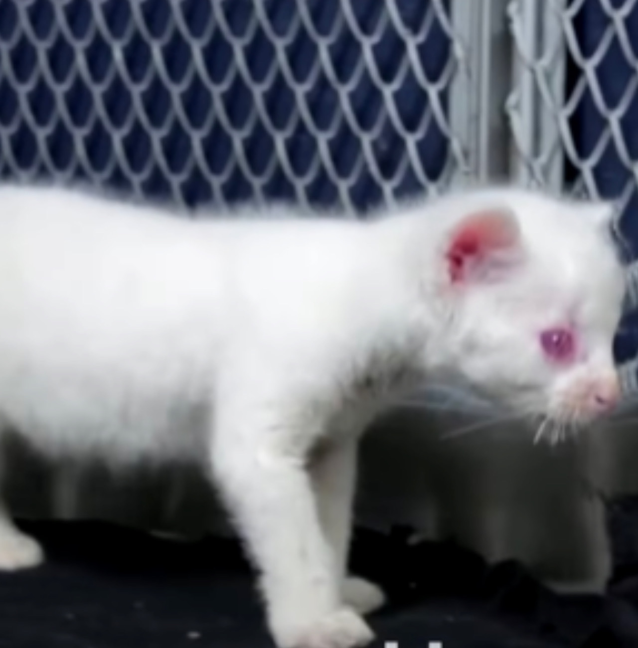 Gatto bianco albino ha gli occhi rossi