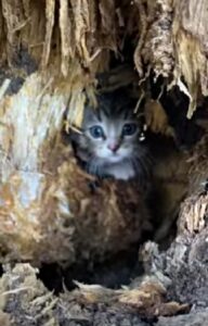 Si era rifugiato in un buco dentro un albero: questo gattino era davvero in difficoltà