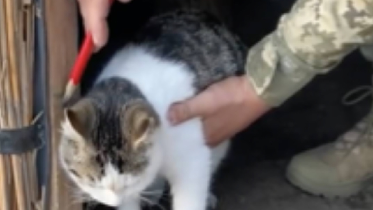 Soldato ucraino costruisce rifugi per gatti