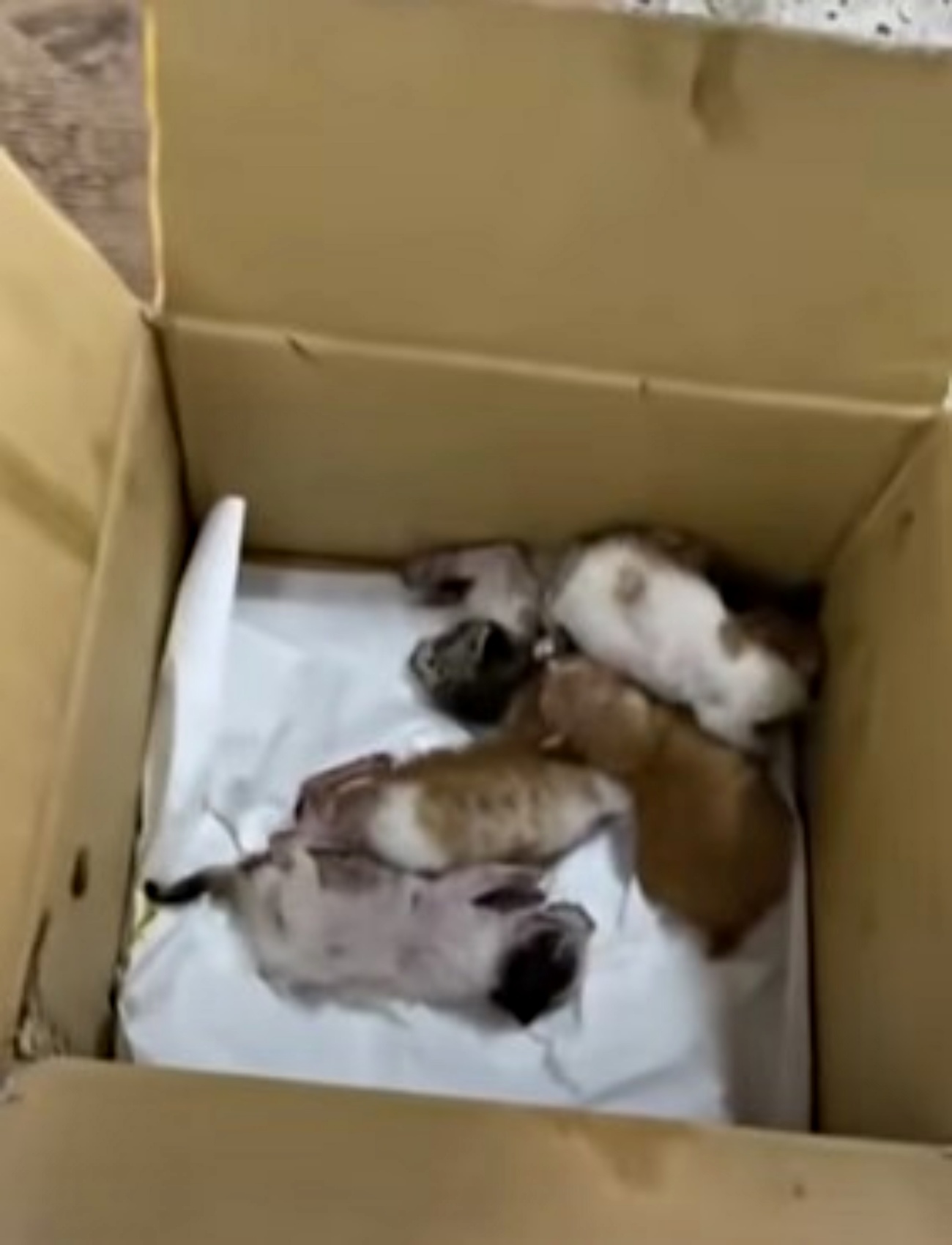 gattini piccoli