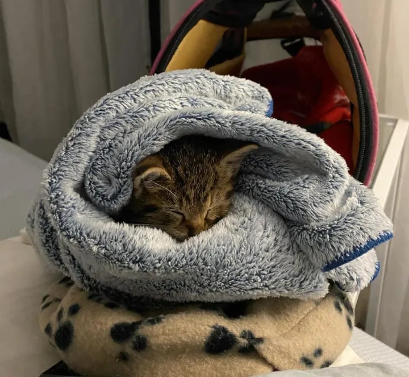 gattino nelle coperte