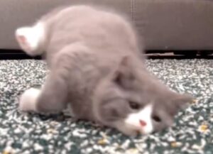 Un gattino minuscolo si lancia dal divano e atterra sul pavimento in modo davvero goffo (VIDEO)