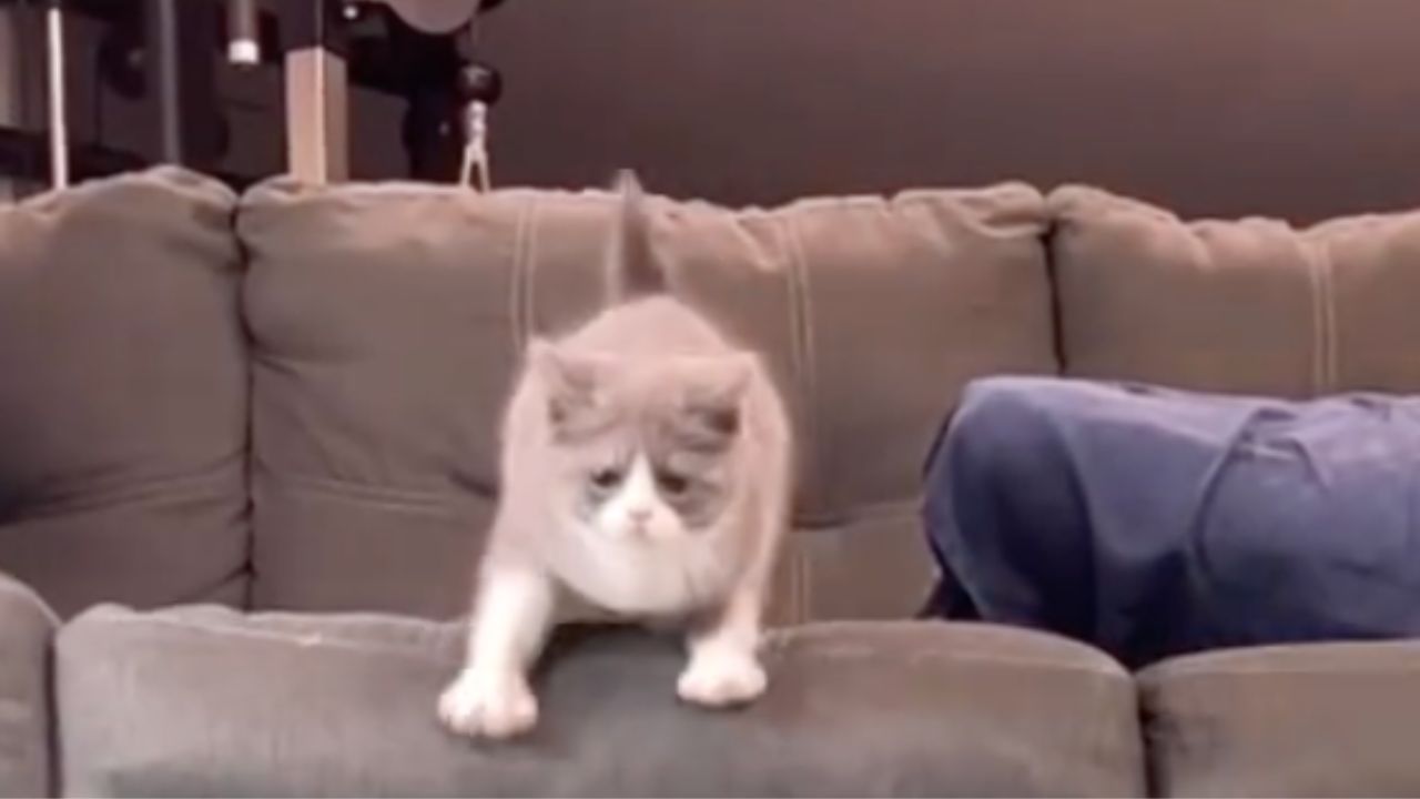 Gattino si lancia dal divano ma atterra sbattendo la faccia sul pavimento