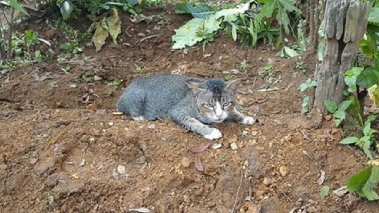 Il gatto non lascia mai la tomba del padrone