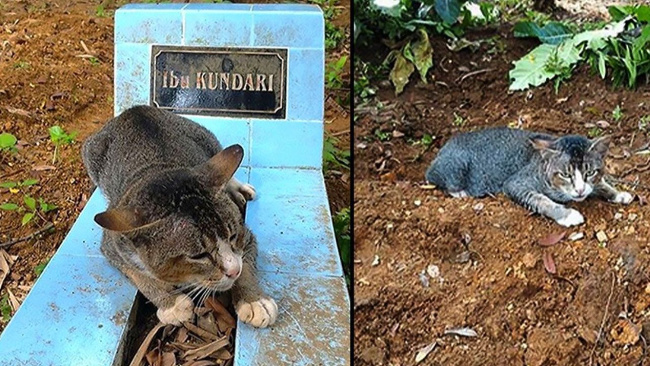 Il gatto vuole rimanere sulla tomba del padrone