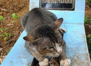Un gatto rifiuta di essere adottato perché vuole continuare a stare sulla tomba del suo padrone