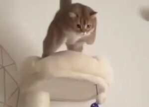 Un gatto sovrappeso si lancia in modo buffo dal tiragraffi al divano atterrando nel modo sbagliato