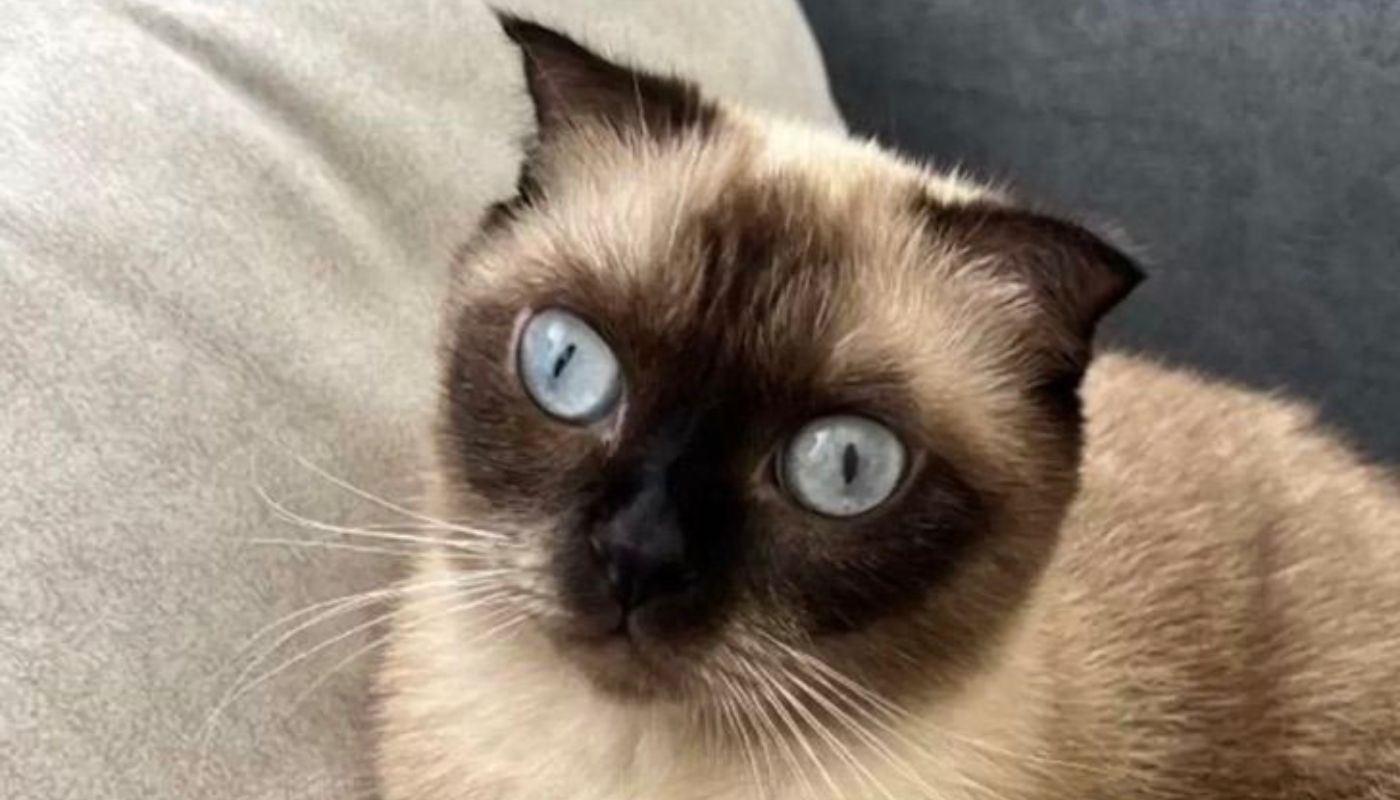 gatto siamese salvato