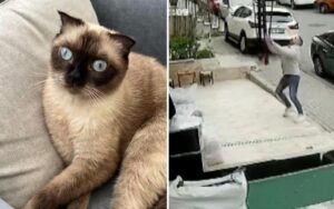 Un uomo ha notato un gatto che stava precipitando da un balcone, lo ha afferrato al volo e l’ha calmato tra le sue braccia