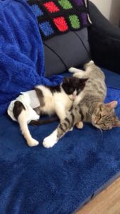 Una gattina con tre zampe accoglie in casa un gattino paralitico: il loro amore è per sempre