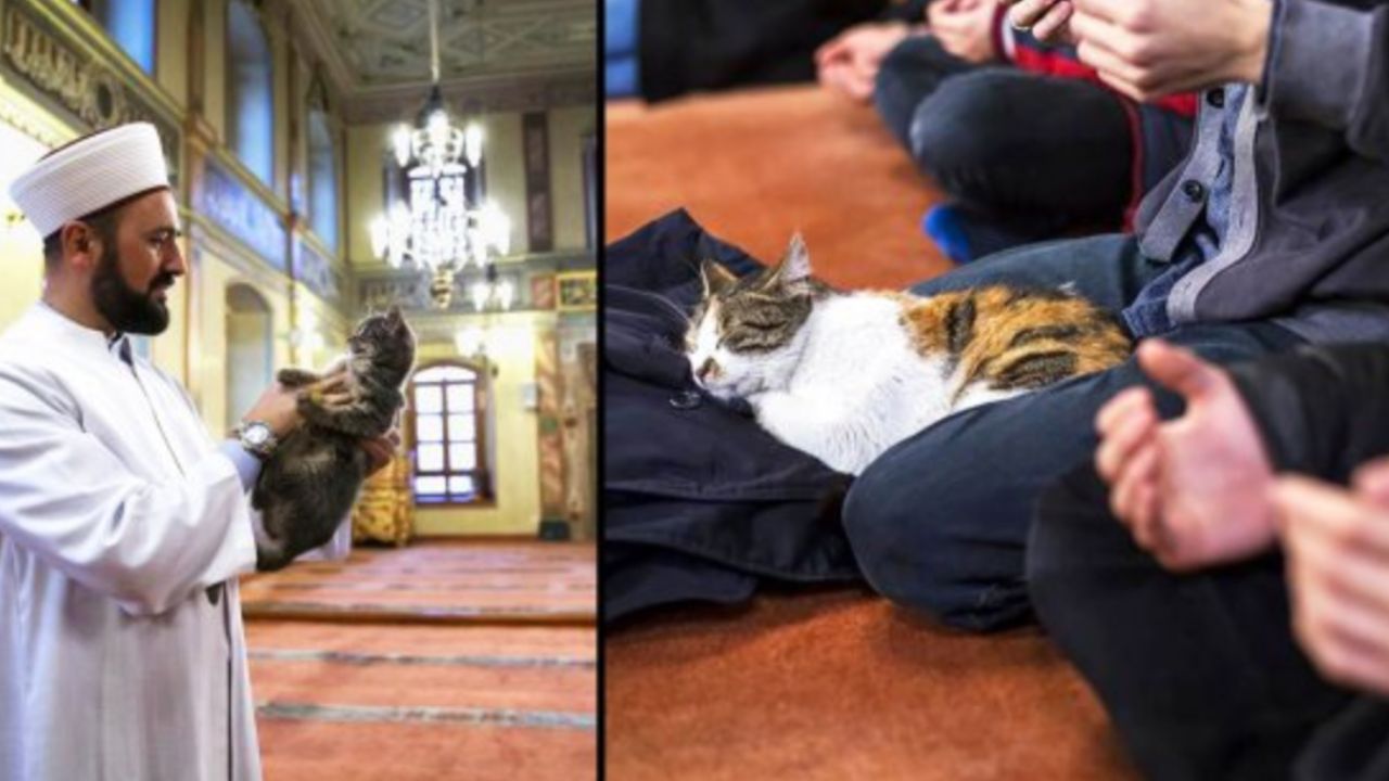 gatti ricevono le coccole dentro la moschea