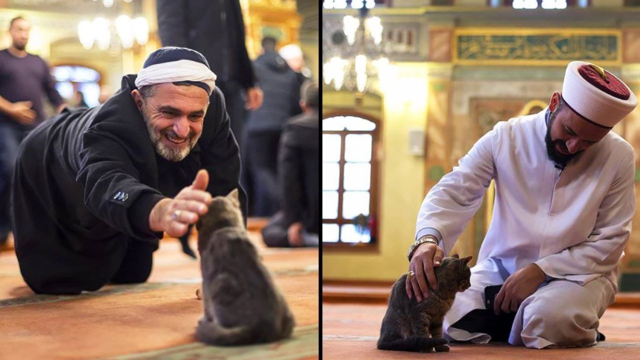 i gatti entrano nella moschea per ricevere affetto dai fedeli