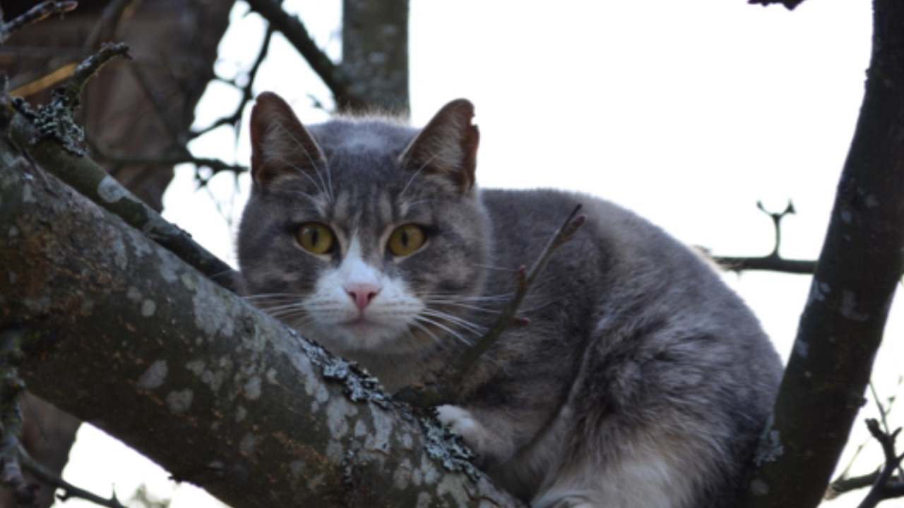 Gatto si trova su un ramo