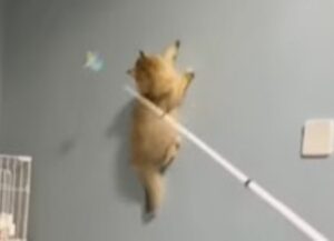 L’abile micio inizia a camminare sul muro pur di prendere il suo giochino (VIDEO)