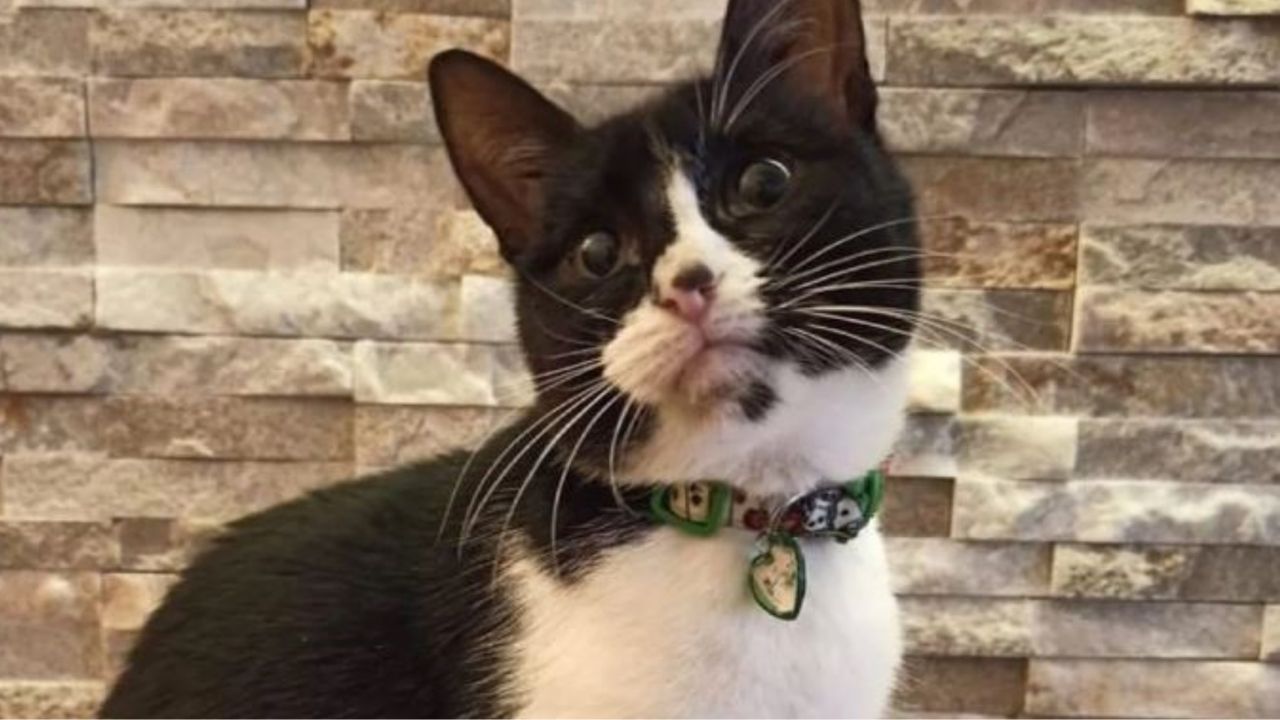 Una gatta di nome Agnese con un collare verde