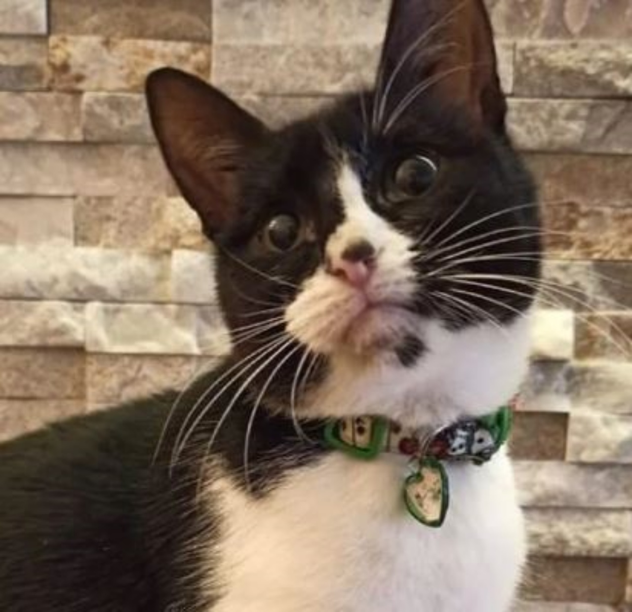Una gattina di nome Agnese con un collare verde