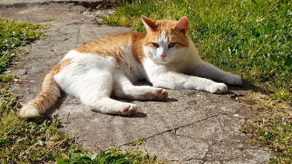 gatto pelo bicolore