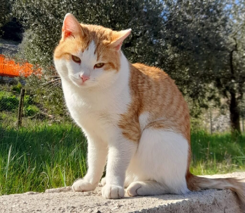 gatto seduto sul muretto