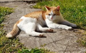 gatto rosso e bianco scomparso da mesi
