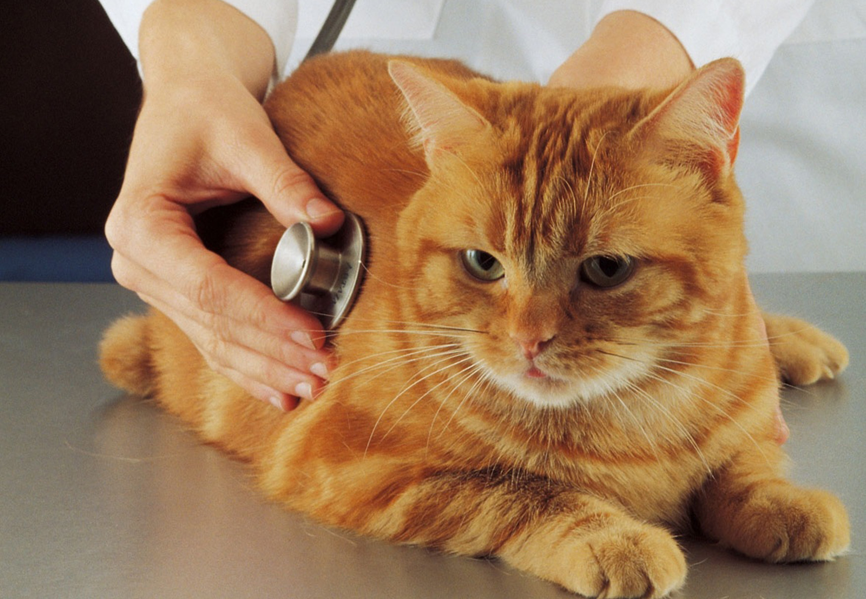 gatto a visita dal veterinario