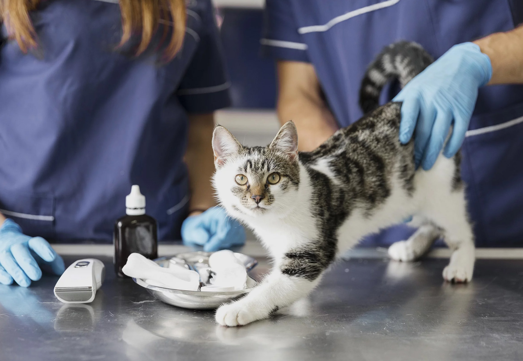 gatto dal veterinario per medicazione