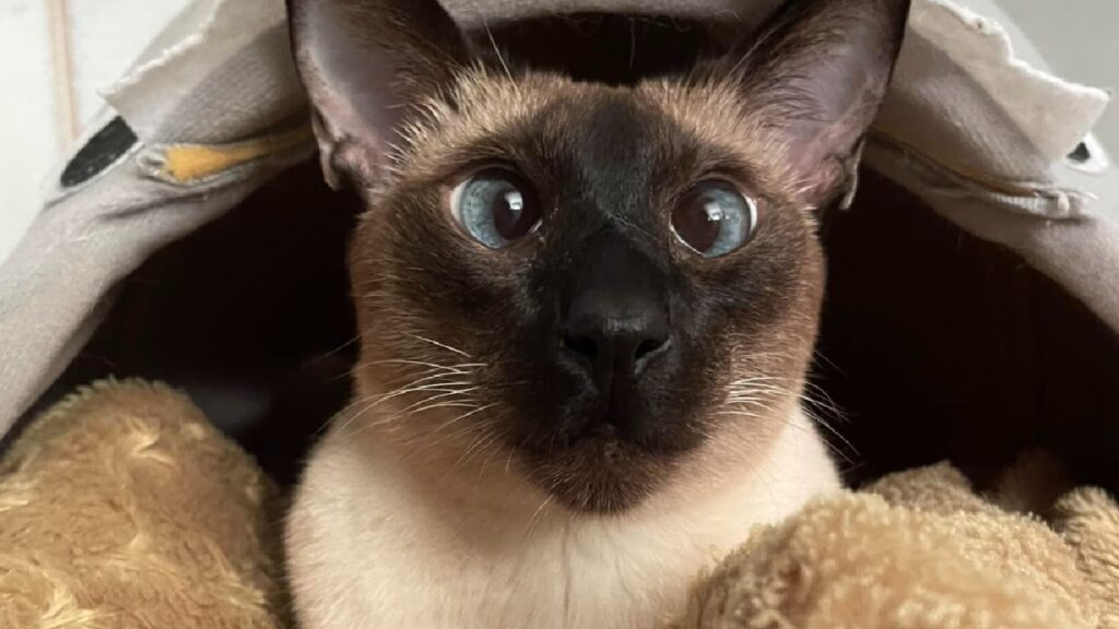 gatto siamese pelo scuro volto