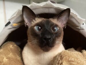 Asti, gatto di 9 anni si perde, il Siamese Thai risponde al nome di Lucio, la famiglia dà il via alle ricerche