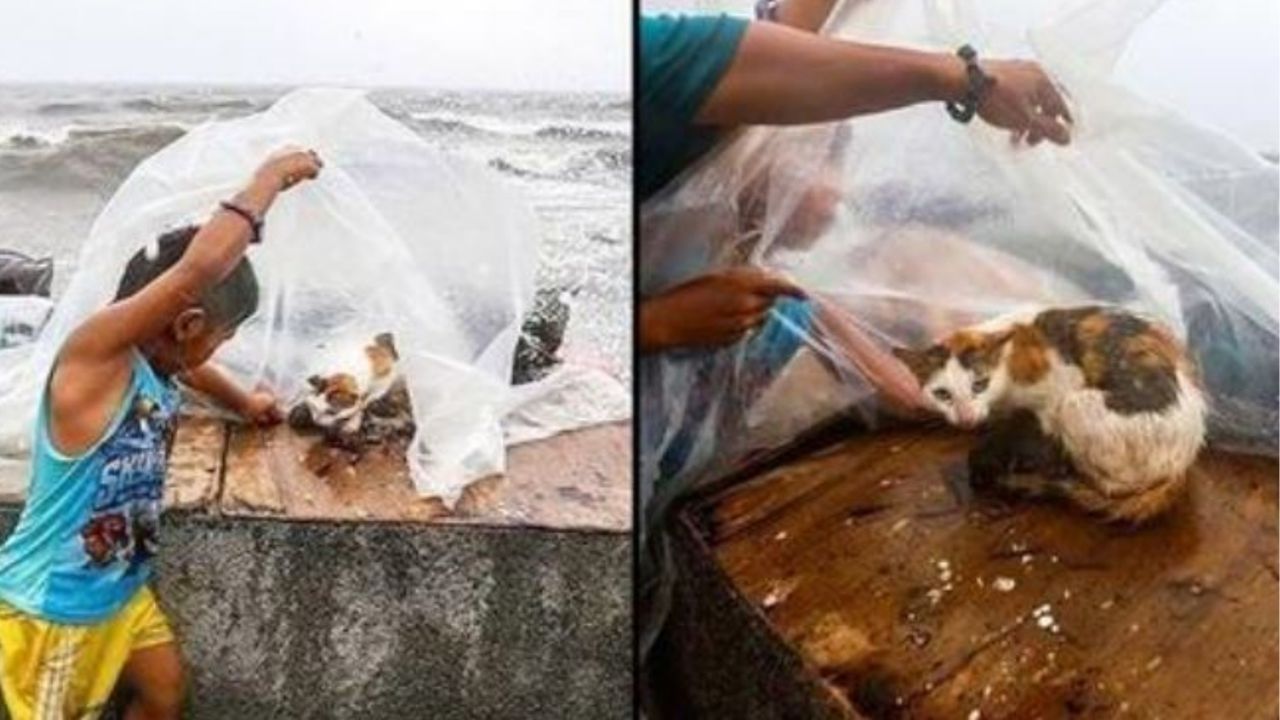 Un gatto protetto da un bambino durante un tifone 
Instagram/Linusescandor